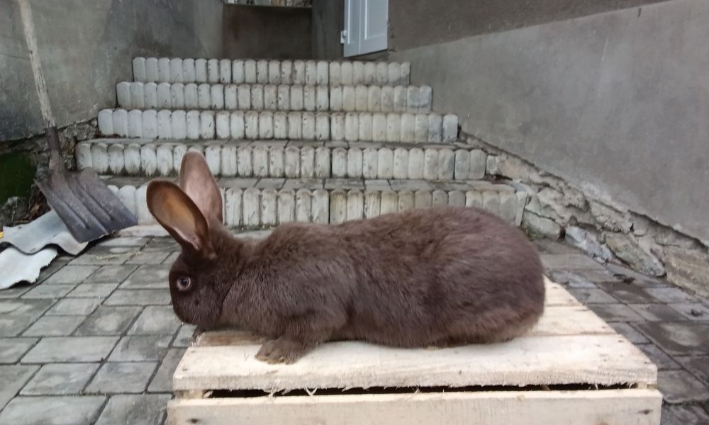 Кріль Породи Строкач Гавана вік 3, 5 місяців