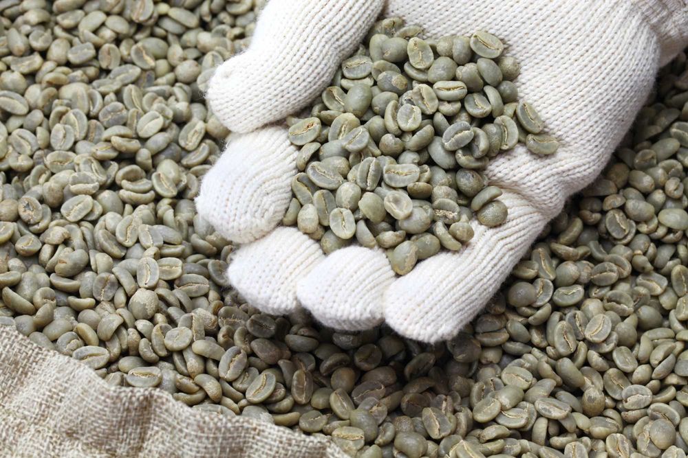 Zielona Kawa Robusta Hurtowo 500 kg | Surowiec do Palenia