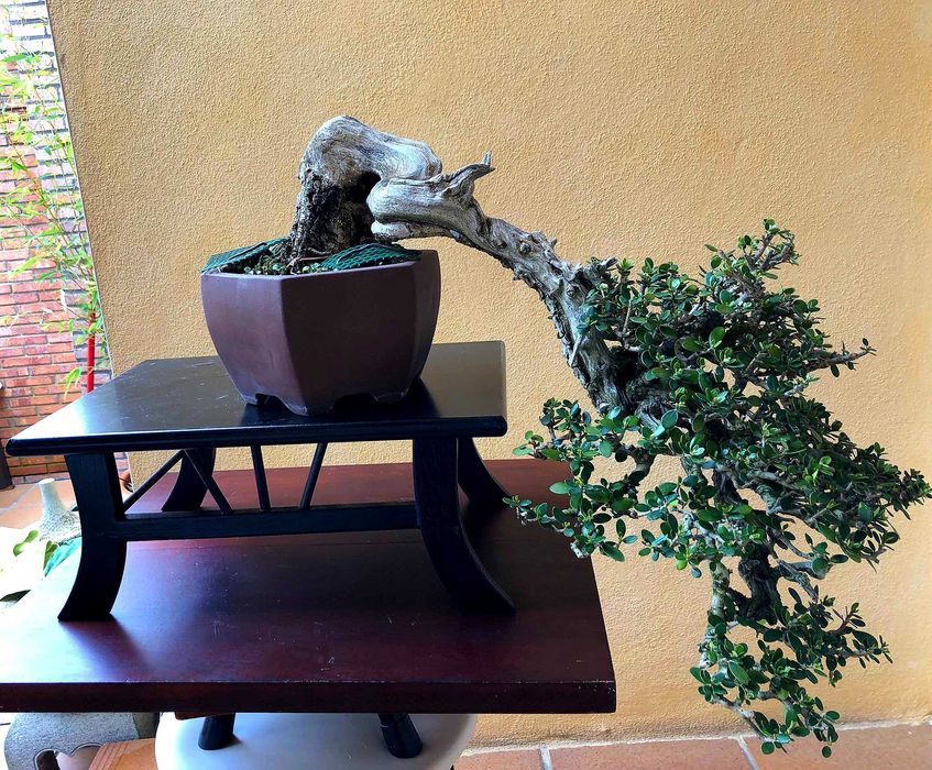 Bonsai Ullastre de Antonio Arana
