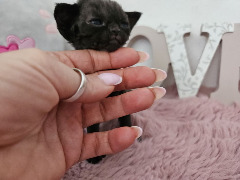 REA czarna pręgowana kotka Devon Rex WCF