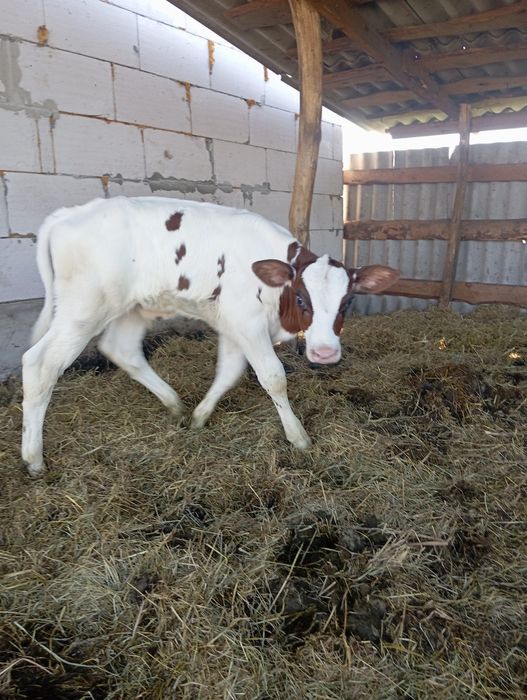 Продам бычка безрогий голштын
