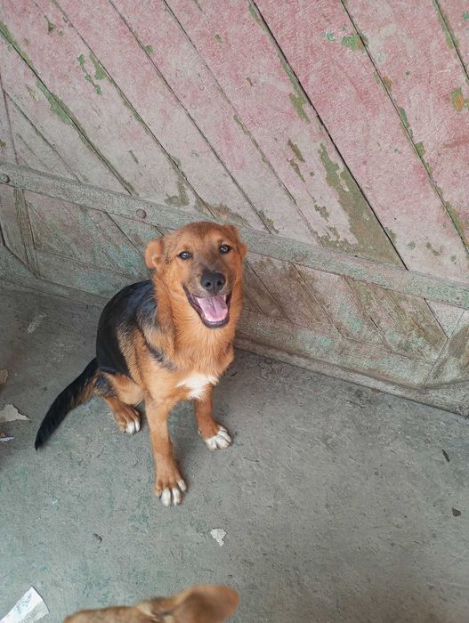 Щенята в добрі руки