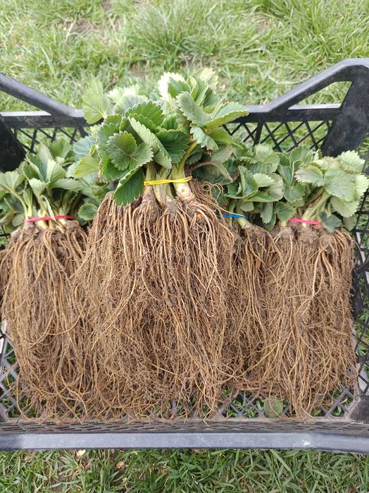 Саджанці полуниці Альба