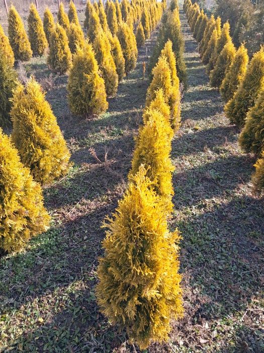 Tuja Golden Szmaragd PROMOCJA 1m-35zł
