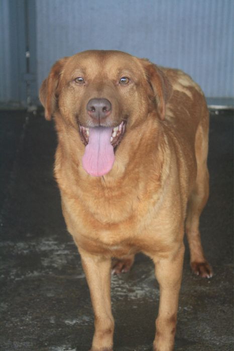 Betty cadela jovem porte medio grande