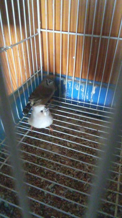 Mandarins/Piriquitos Aves todas de 2025 anilhadas