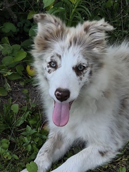 Border collie ZKWP FCI suczka red merle