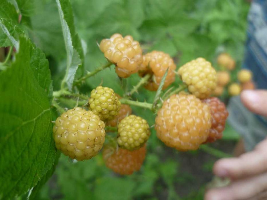 малина жовта кумберленд  гіпоалергенна