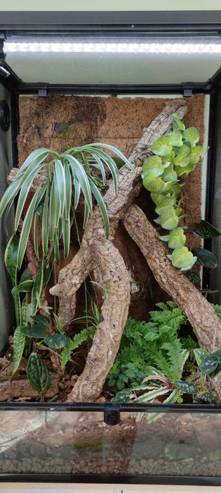 Terrarium Repti Zoo