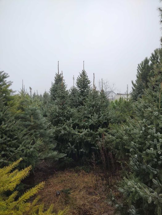 Choinki - Świerk, Jodła, Daglezja