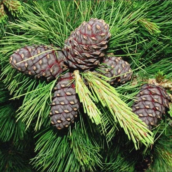 Саджанці сосни кедрова сибірська