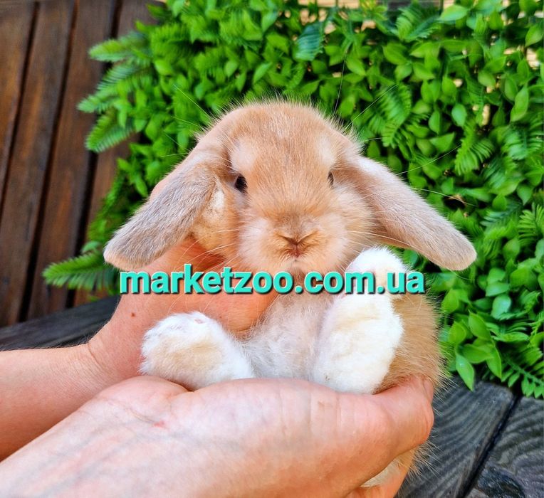 Карликовые мини мiнi mini lop holland кролики крольчата