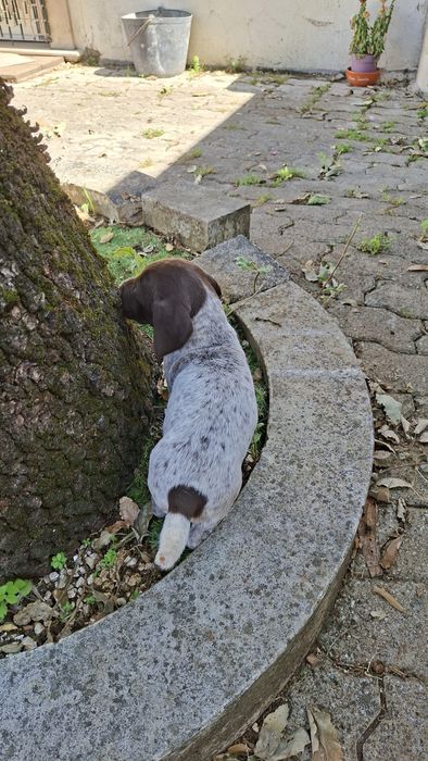 Braco alemão de pelo curto