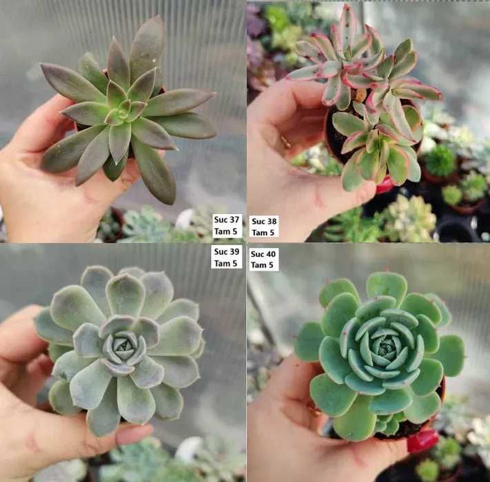 Suculentas Variadas: echeverias, cristatas, aeoniums, variegatas