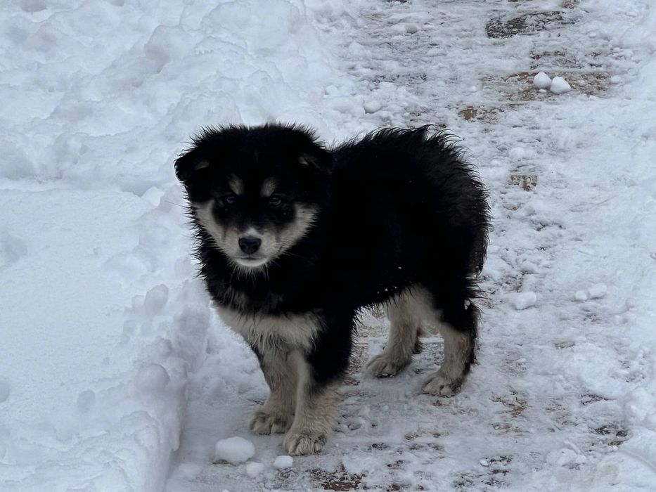 Цуценята хлопчики безкоштовно