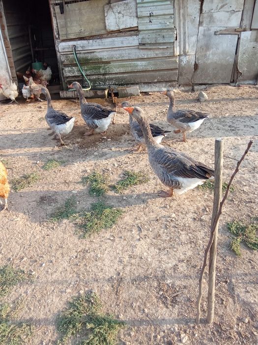 3 Gansos Caseiros/Campestres Saudáveis – Vale de Cambra