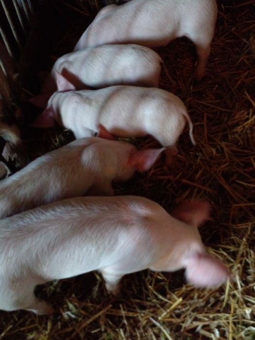 Продам поросятка