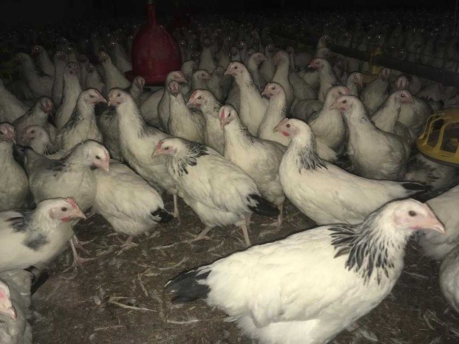 Kury nioski młode Rosa Messa Leghorn Dominant z wolnego wybiegu Dowóz