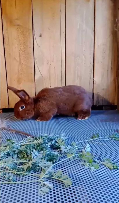 Кролі різних порід