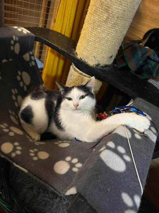 Uroczy Kacperek szuka domu