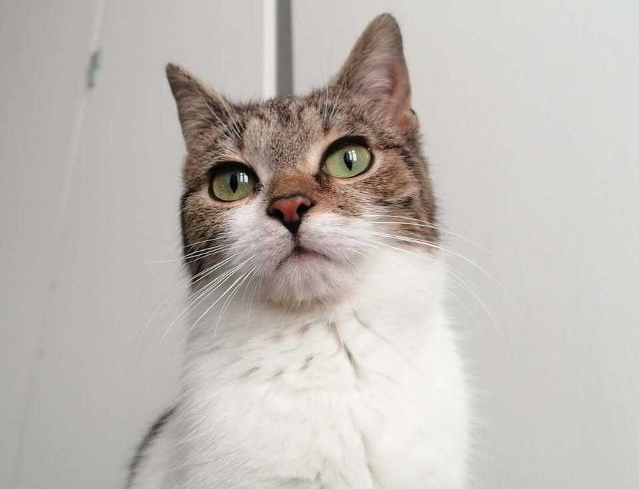 ALPINISTKA oczekuje na nowy dom!