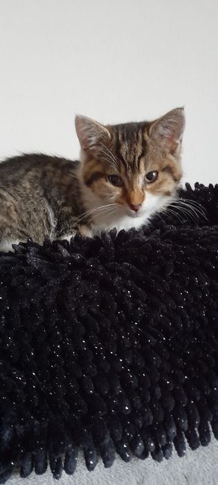 Malutka kotka do oddania