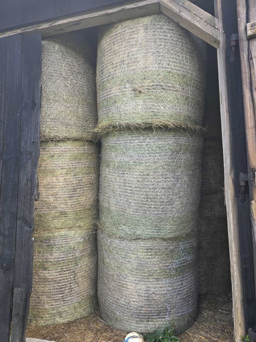 Siano tegoroczne 2025