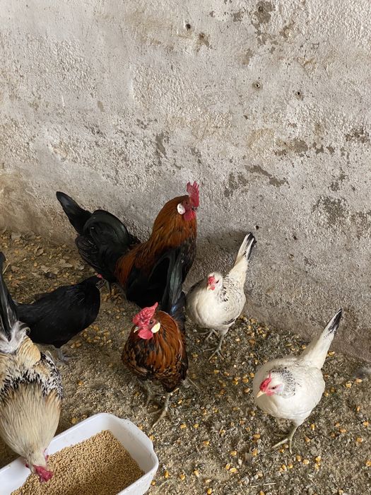 Garnizes de varias cores