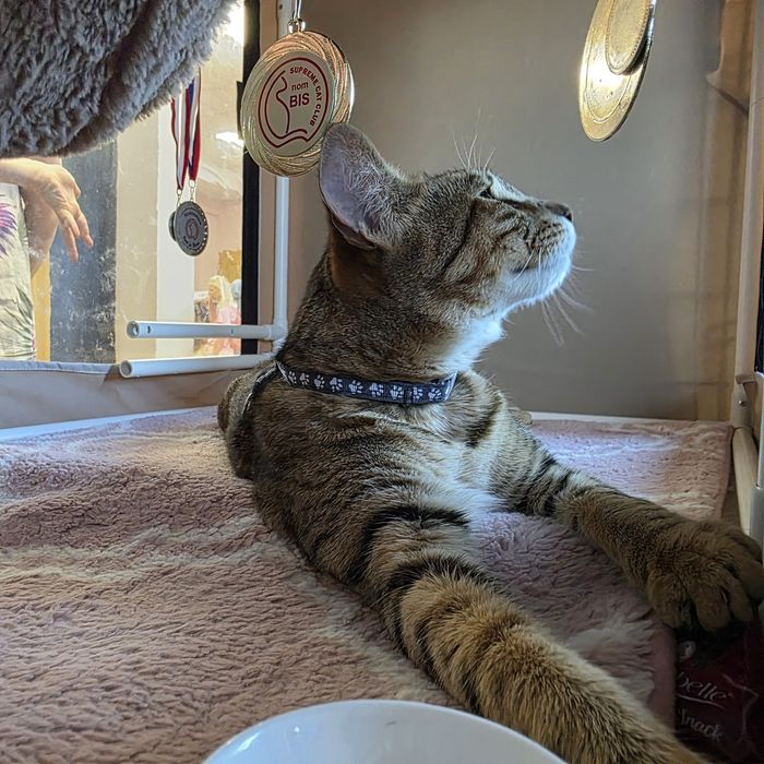 Kocur Savannah F6 SBT