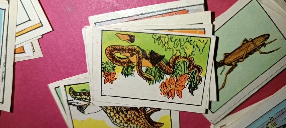 Antigos cromos da coleção zoologia 1 série