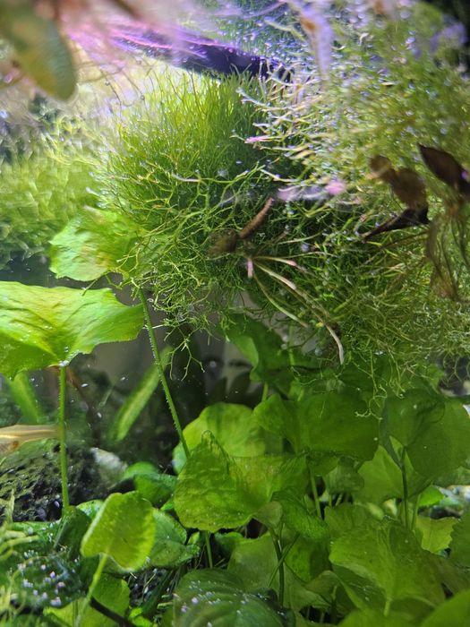 Musgo cristal riccia  e musgo christmas