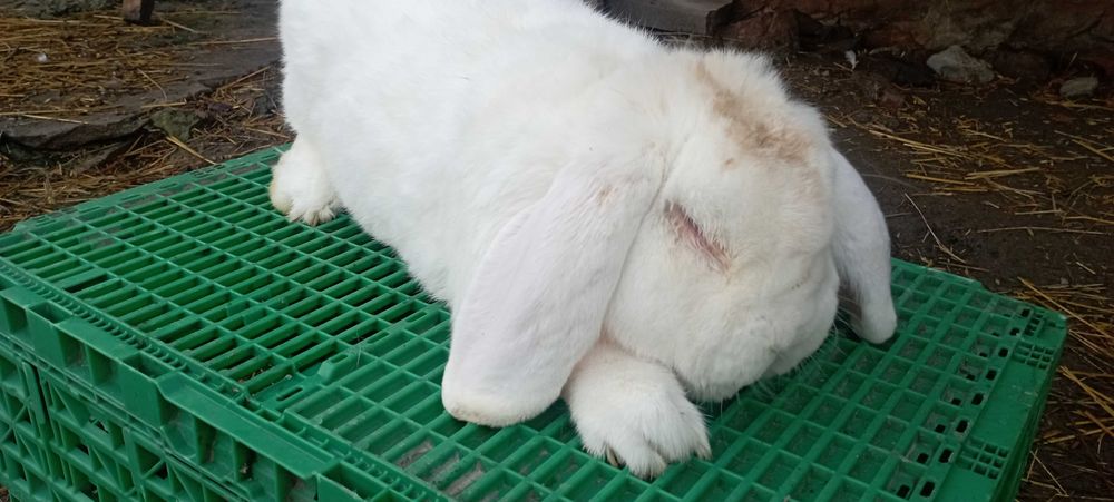 królik baran francuski i króliki nowozelandzkie