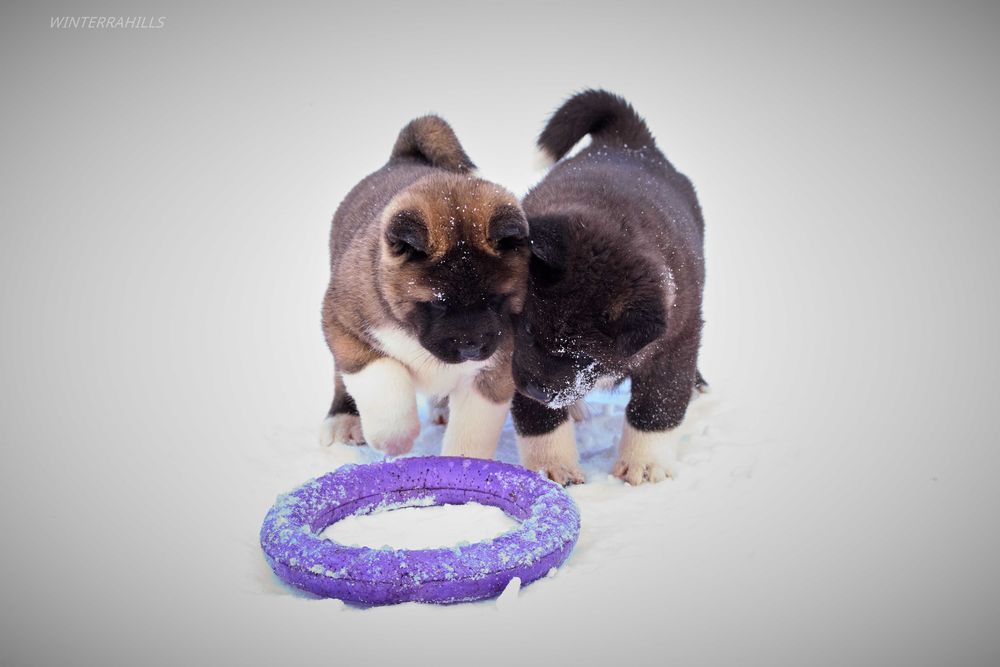 Яскраві малюки 1,5 міс. Американська Акіта - тато імпорт!