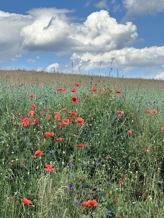 Mazury Warchały/Brajniki domki letniskowe nad jeziorem/sauna