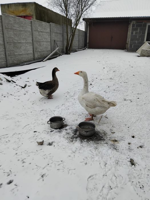 Gęsi samiec i samica