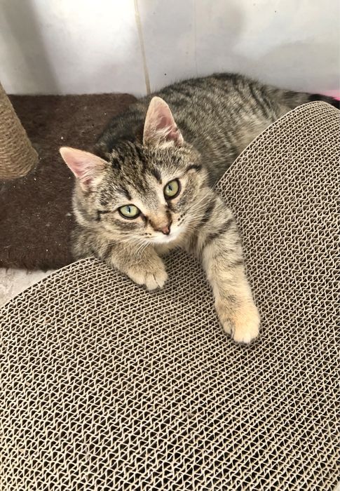 Виховане кошеня безкоштовно