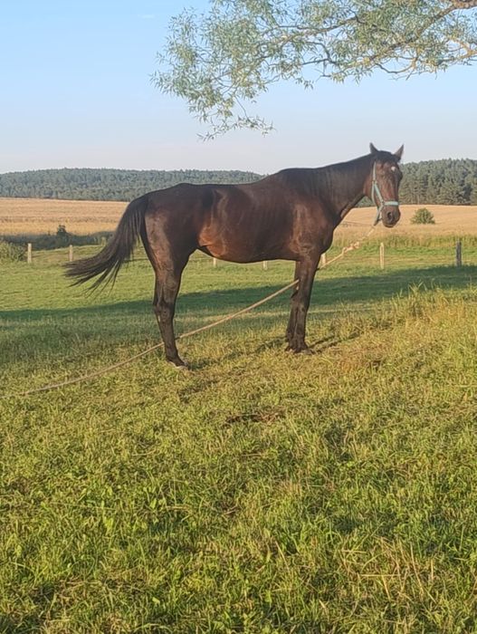 Klacz konia szlachetnego