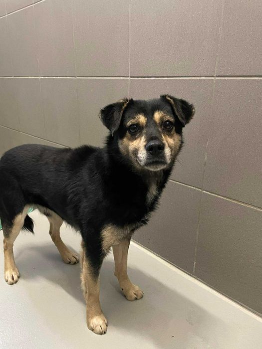 Staszek-Piesek szuka domu