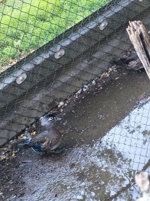 2 fêmeas de pato carolino deste ano