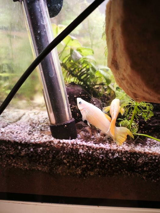 Akwarium 50L, 60x30x30, rybki, filtr kaskadowy, lampy, karmnik ozdoby