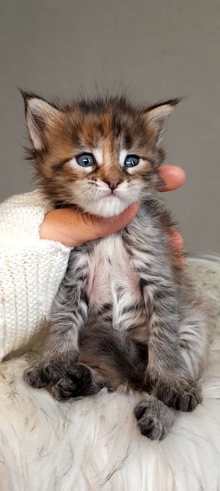 Елітна дівчинка Maine Coon — кішка