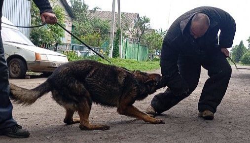 Німецька вівчарка.