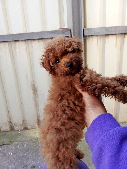 Пудель девочка ред