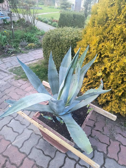 Agawa duży kwiat z donicą