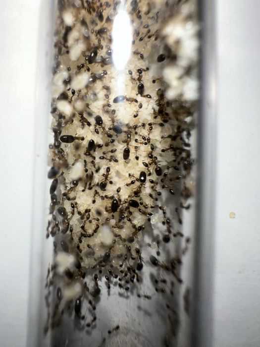 Monomorium floricola - Królowa i 30/50 robotnic
