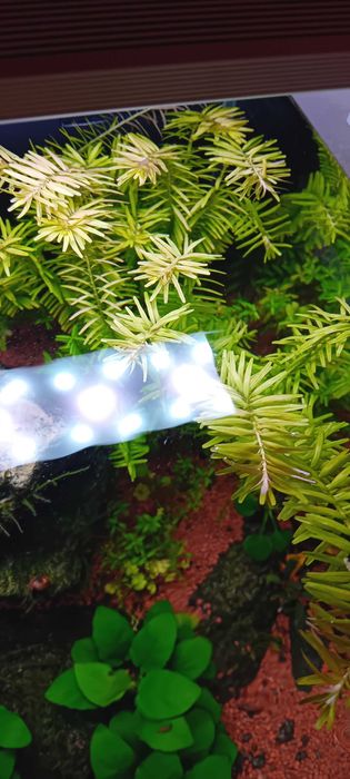 Rotala Rotundifolia sp. Green