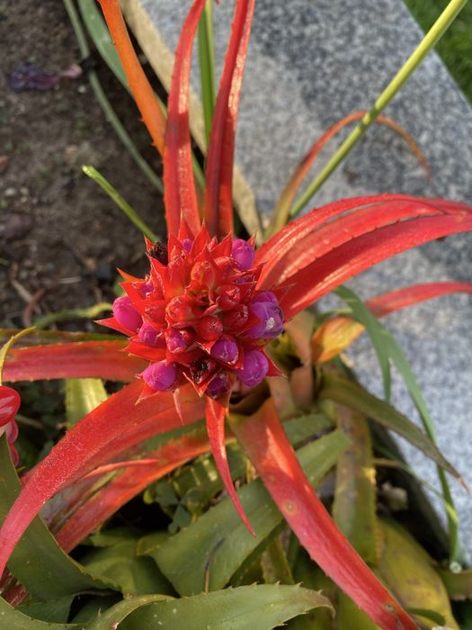 Plantas exteriores várias espécies