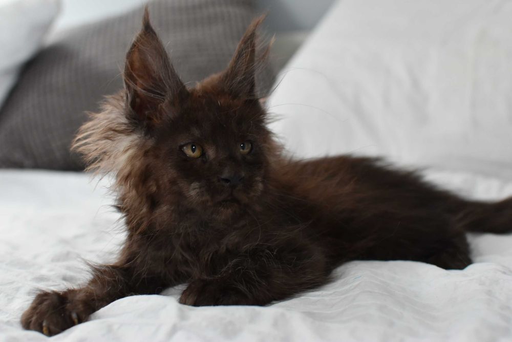 REZERWACJA/Kocurek Maine Coon/Rodowód FPL