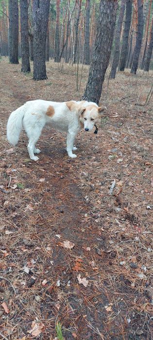 Метис лабрадора в добрые руки