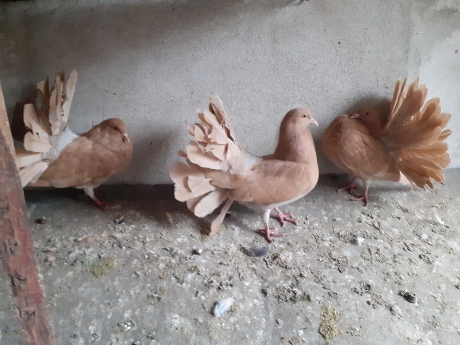 Sprzedam pawie żółte